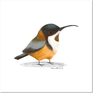 Eastern Spinebill Bird Posters and Art